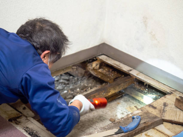 Best Specialized Mold Remediation in USA